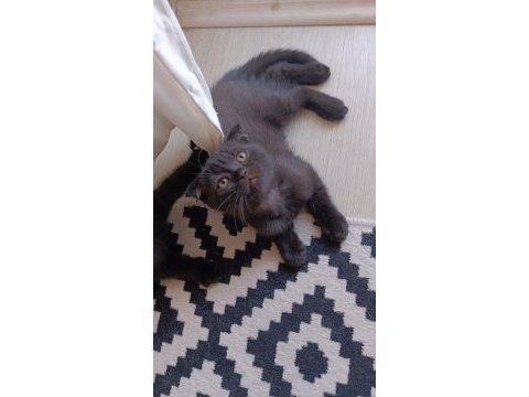 En acil ve en uygun şekilde sahiplendirilecek kediler