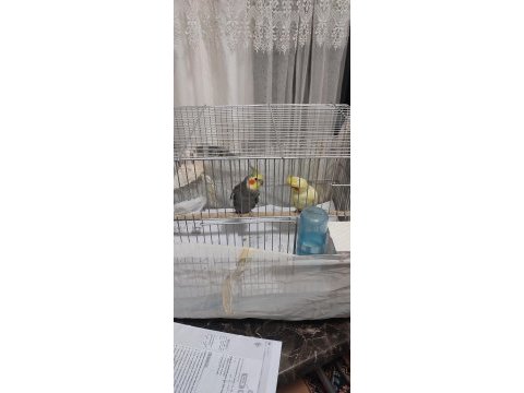Çift sultan papağanı yumurta hazırlığındalar