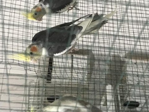 Her bütçeye uygun yavru veya yetişkin sultan papağanı