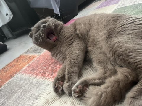 1.5 buçuk yaşında erkek scottish fold
