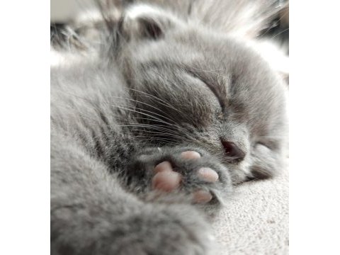 2 aylık scottish fold