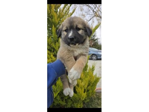 Aslan yavrusu dişi ücretsiz köpeğimiz