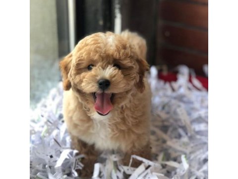 Bal küpü maltipoo mübarek (uygun)
