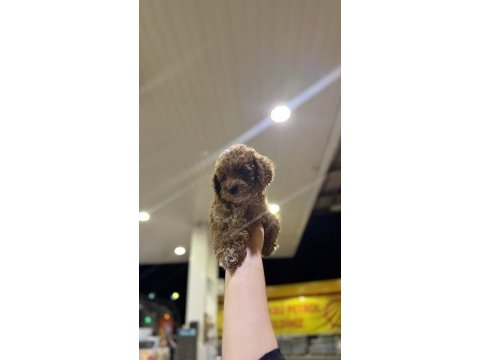 Toy poodle yavrularımız yeni yuvasını arıyor