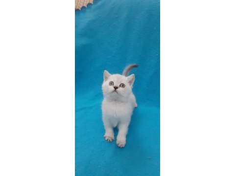 Blue point küçük prensesimiz