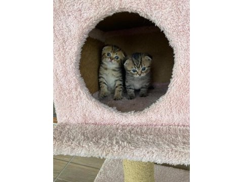 Safkan scottish fold doll face yavrularimiz