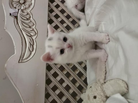 Safkan british shorthair
