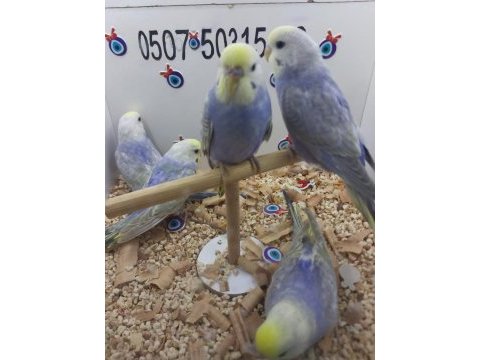 Yavru muhabbet kuşları