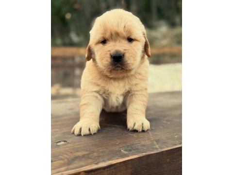 Golden retriever yavruları 