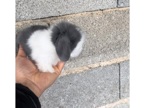 Hollanda tavşanı teddy blue ve beyaz mavi göz