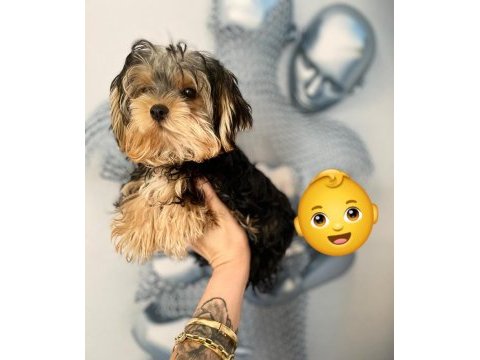 Sevimli yorkshire terrier erkek yavru