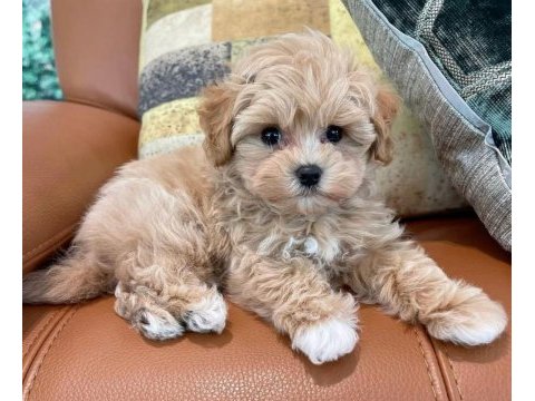 Ruhsatlı işletmeden garantili mini bebek yüzlü maltipoo