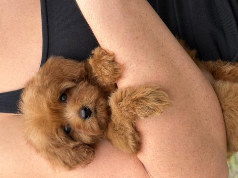 Red micro teacup dişi maltipoo