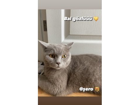 2 yaşında british shorthair sahiplendirme