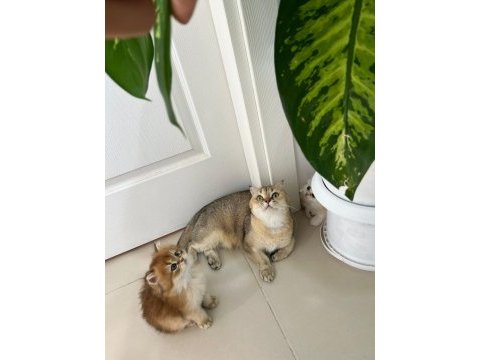 Tarifsiz güzellikte 2 scottish fold / straight yavru