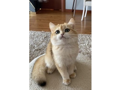 Safkan british shorthair erkek yavru