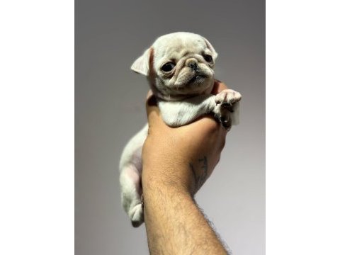 White pug mops yavru erkek