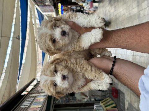 A kalite sağlıklı maltipoo