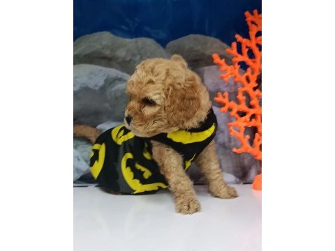 Tüy dökmez koku yapmaz maltipoo