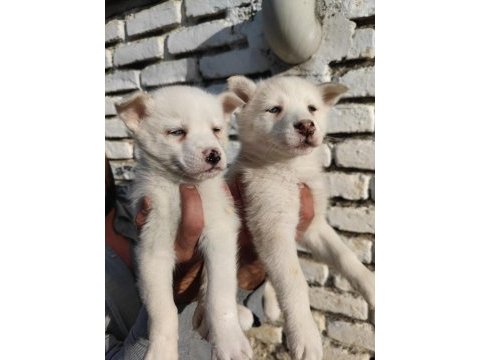 A kalite orijinal husky sibirya yavrular