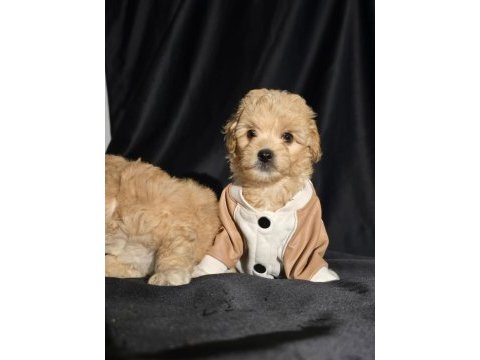 Orjinal teacup maltipoo yavrular