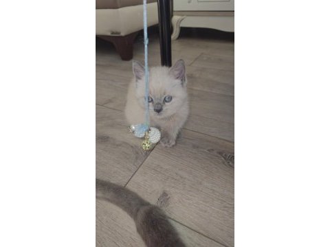 1,5 aylık yavru kediler