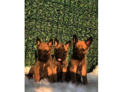 Orjinal belçika malinois yavrular