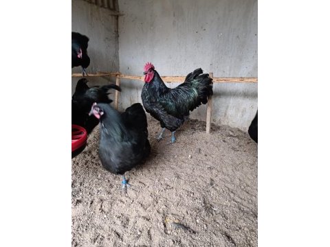 Black australop kuluçkalık yumurta & civciv