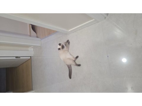 British shorthair blue point dişi yavru