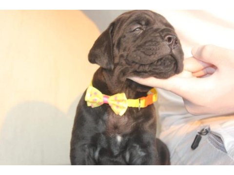 A scr kıf-fcı kayıtlı cane corso yavrular