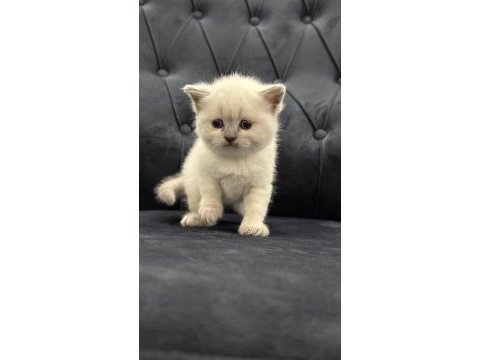 Yeni yuvalarına hazır bebek kediler