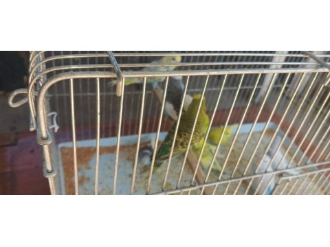 Alıştırmalık muhabbet kuşu bebekler