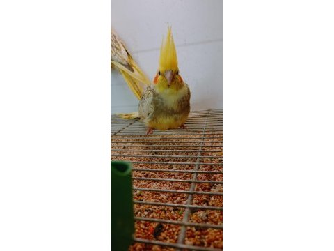 Sultan papağanı yavru süper kondisyonda