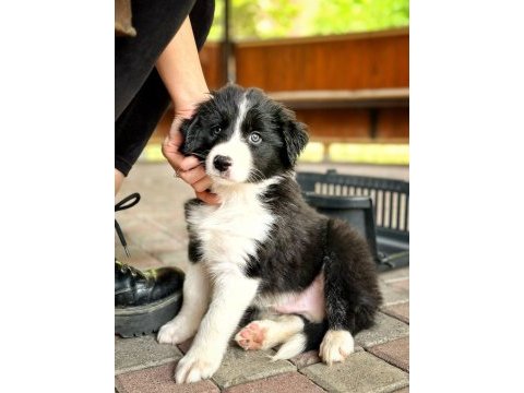45 günlük border collie erkek