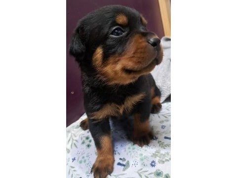 Rottweiler yavrularımız