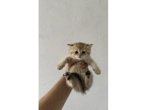 Safkan british shorthair yavrularımız