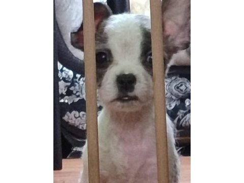 Yeni french bulldog yavrularımız sahiplerini bekliyorlar