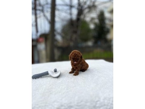 Kore ve toy poodle teacup bebekler
