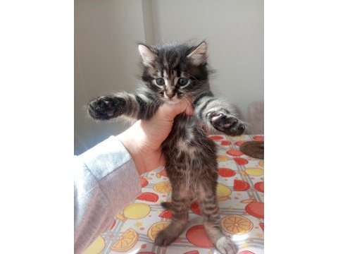 Yavru british longhair kedisi