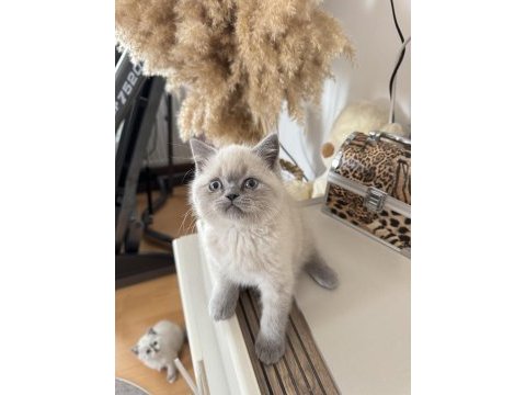 Safkan british blue point