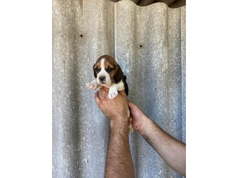 Mükemmel beagle yavruları