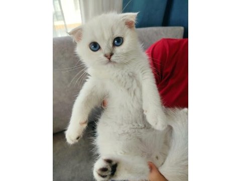 Safkan scottish fold erkek yavru