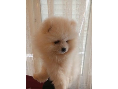 Pomeranian boo