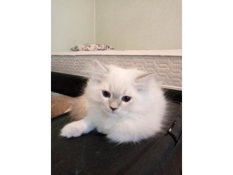 Uyguna brittish longhair acil 2 aylık erkek