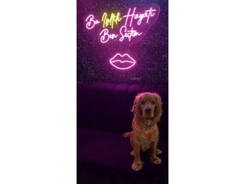 Köpeğimiz papi ücretsiz sahiplendirilecektir