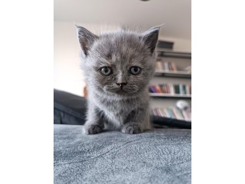 Yavrularımız scottish fold