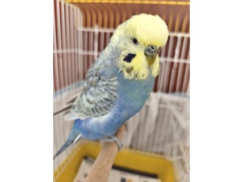 Full evcil rainbow erkek muhabbet kuşu