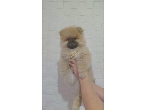 Pomeranian ayı surat
