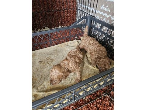 Toy poodle yavru