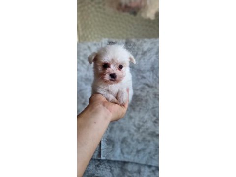 Kar beyaz maltese bebekler